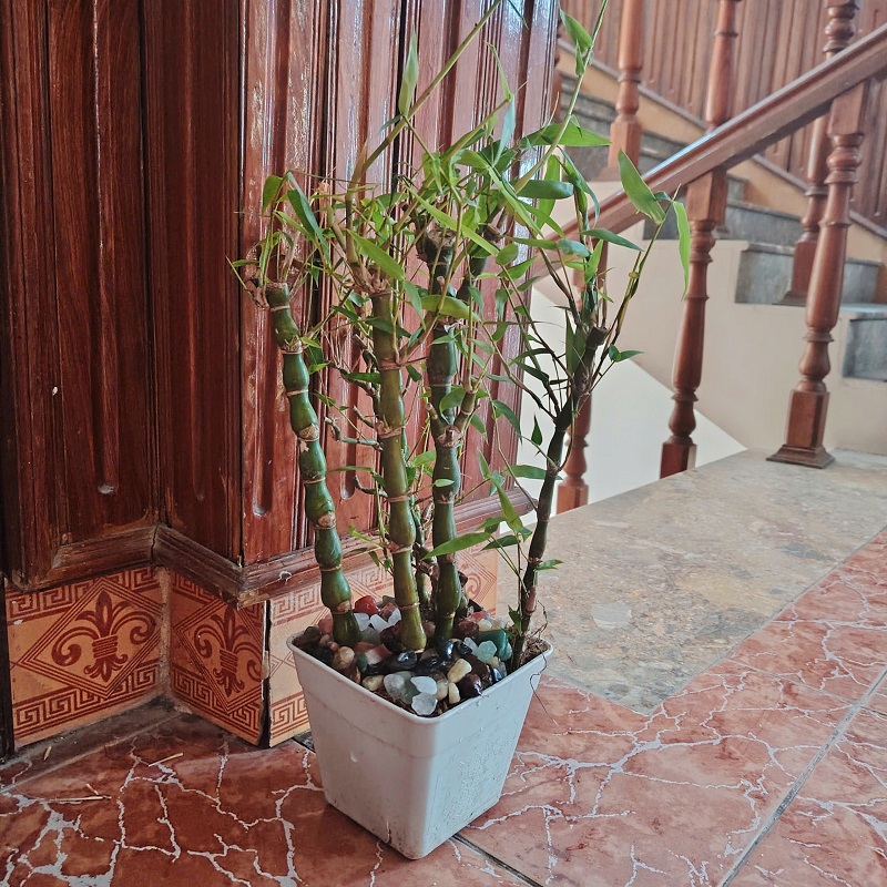 đá thạch anh vụn rải chậu cây